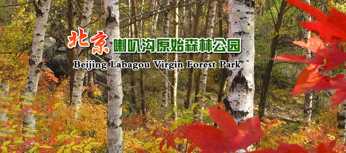 喇叭溝原始森林公園景點介紹.租車價格.指南.攻略